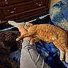 Coco joined the competition — help win amazing prizes! cat, orange_cat, dark_cat, bed, blanket, human_leg, sock, pillow, furniture, wooden_dresser, cuddle, nap, indoor, feline, cozy, resting, paw, fur, comfort, sleeping
