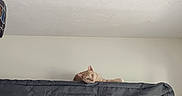 Coco joined the competition — help win amazing prizes! cat, orange_cat, mattress, furniture, indoor, wall, ceiling, curious, pet, animal, resting, paw, head, peeking, beige_wall, texture, relaxed, home, quiet, soft_light