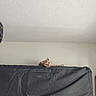 cat, orange_cat, mattress, furniture, indoor, wall, ceiling, curious, pet, animal, resting, paw, head, peeking, beige_wall, texture, relaxed, home, quiet, soft_light