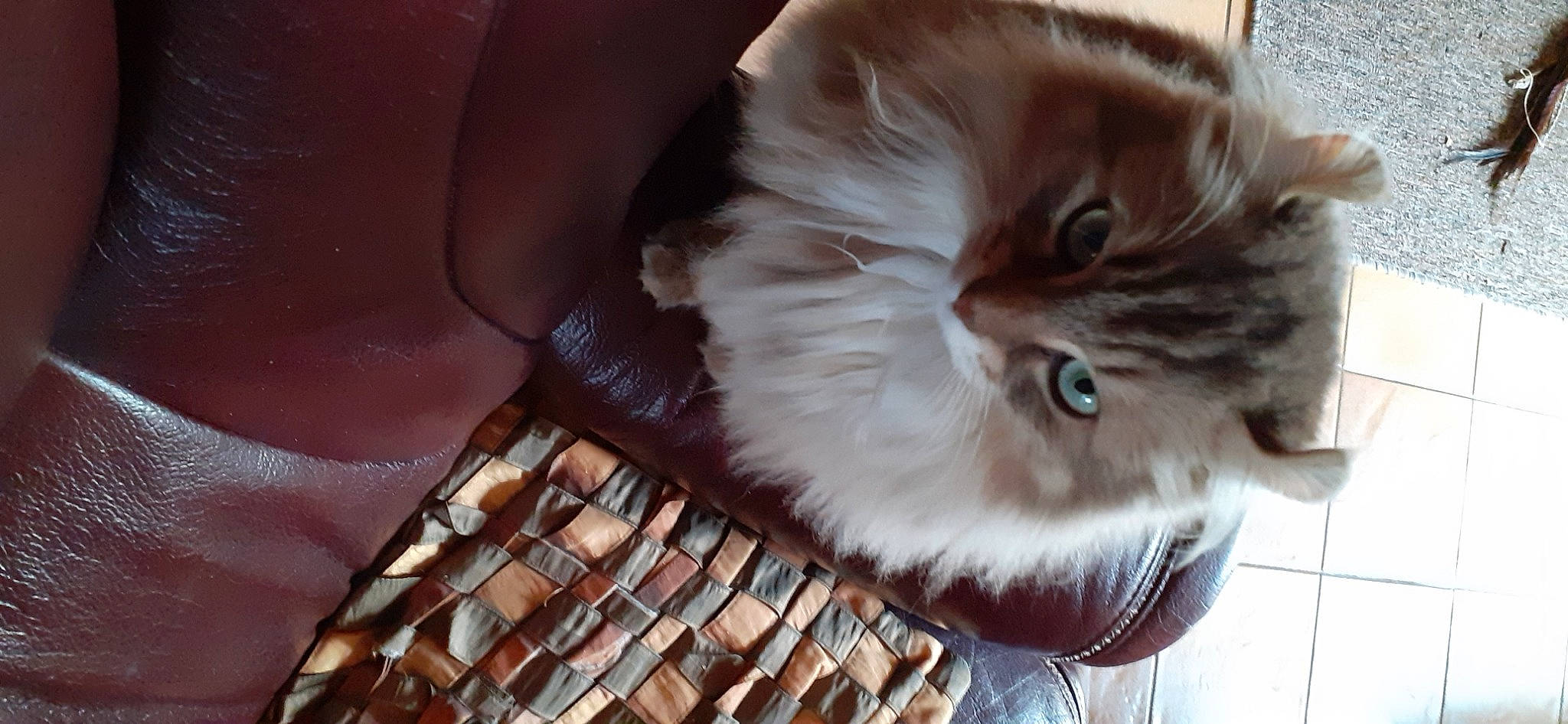 Aby participe au concours pour gagner de l'argent avec cette photo : british_longhair, carnivore, cat, comfort, companion_dog, domestic_short_haired_cat, eye, fashion_accessory, fawn, felidae, flooring, fur, hardwood, room, shelf, small_to_medium_sized_cats, snout, tail, whiskers, wood