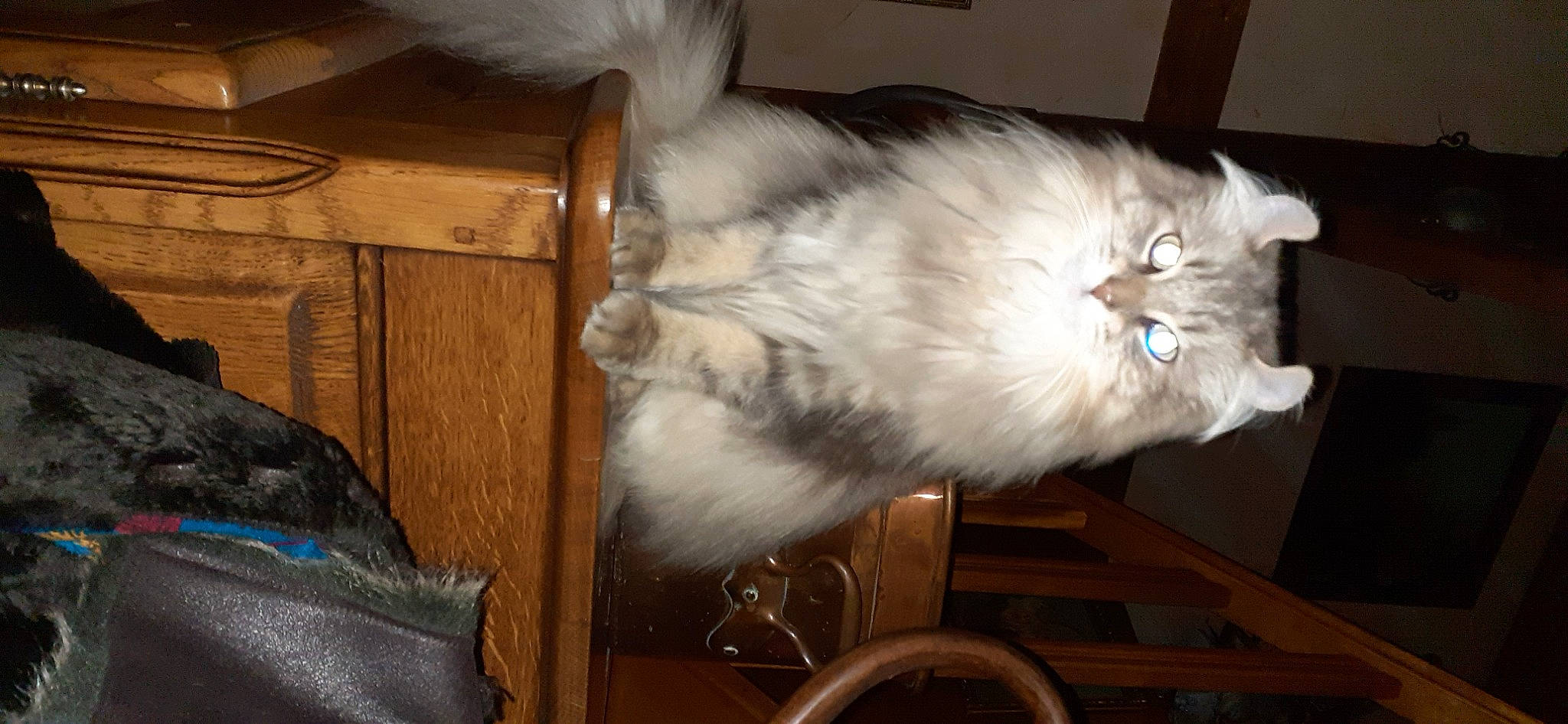 Aby a rejoint le concours — aidez-le/la à gagner de superbes lots ! box, brown, carnivore, cat, comfort, fawn, felidae, fur, hardwood, paw, small_to_medium_sized_cats, snout, tail, terrestrial_animal, whiskers, wood