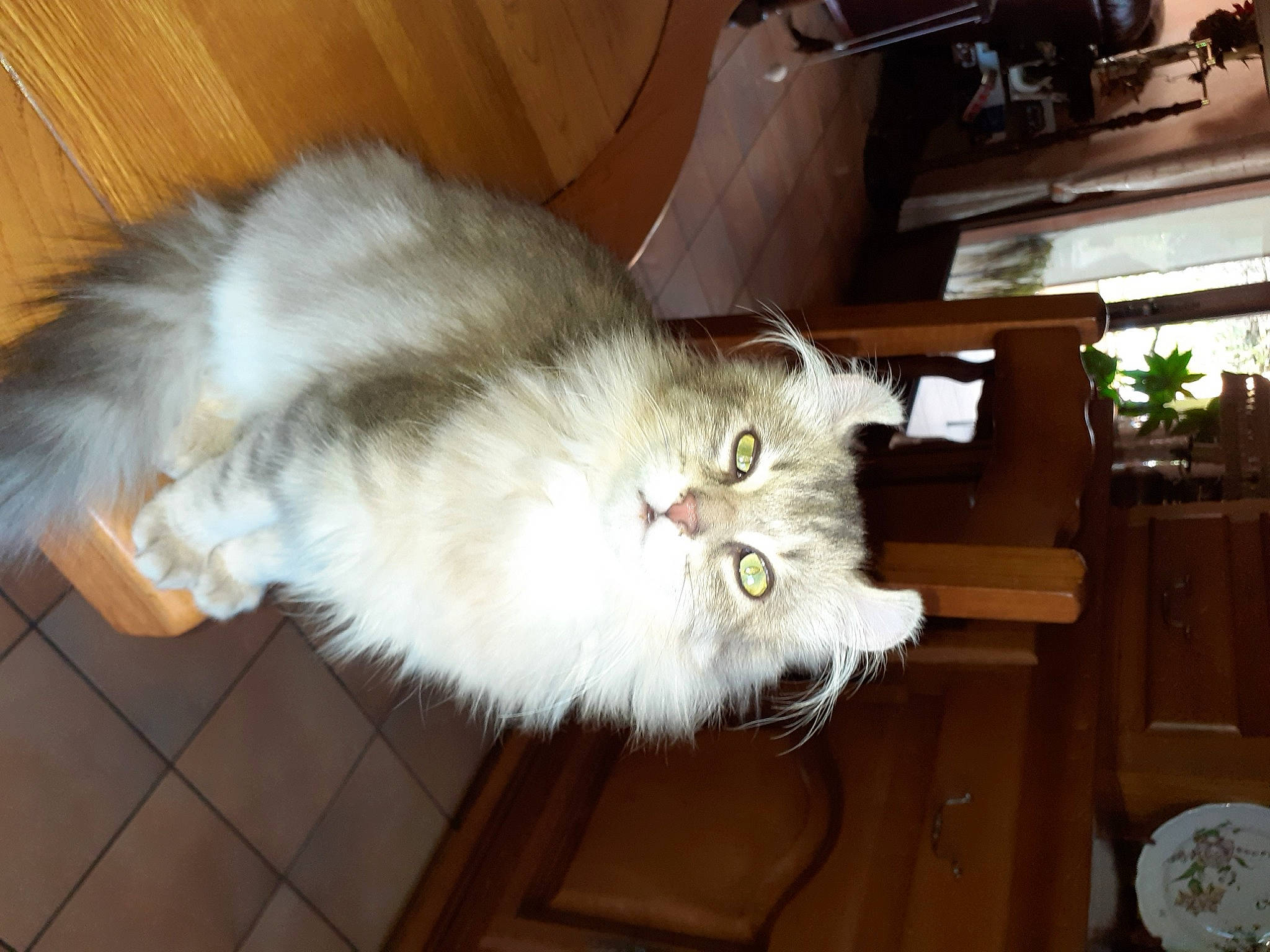 Aby participe au concours pour gagner de l'argent avec cette photo : carnivore, cat, claw, domestic_short_haired_cat, fawn, felidae, flooring, fur, hardwood, paw, plant, small_to_medium_sized_cats, snout, tail, whiskers, wood