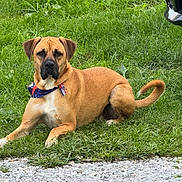 Booger B Stoner is registered to the contest to win money with this photo: dog, tan_dog, bandana, grass, outdoor, pet, animal, canine, lying_down, tail, black_muzzle, alert, nature, summer, daylight, ground, gravel, fur, mammal, companion