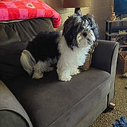 Gypsy is registered to the contest to win money with this photo: animal, basket, black_and_white, blanket, carpet, couch, cozy, dog, floor, fluffy, furniture, home_decor, indoor, lamp, living_room, pet, pillow, table, television, wall