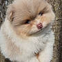 puppy, dog, pomeranian, fluffy, fur, cute, close_up, portrait, pet, small_animal, brown_eyes, button_nose, tree_bark, outdoor, hand, held, adorable, soft_texture, young_puppy, head_tilt