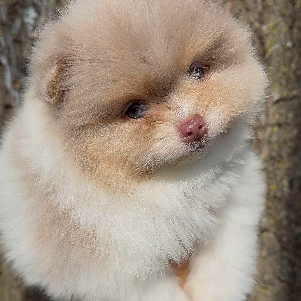 Mykonos is registered to the contest to win money with this photo: adorable, brown_eyes, button_nose, close_up, cute, dog, fluffy, fur, hand, head_tilt, held, outdoor, pet, pomeranian, portrait, puppy, small_animal, soft_texture, tree_bark, young_puppy