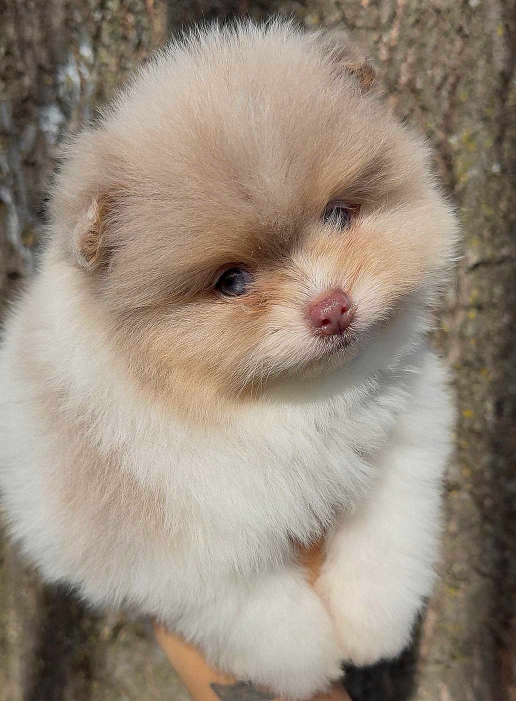 Mykonos is registered to the contest to win money with this photo: puppy, dog, pomeranian, fluffy, fur, cute, close_up, portrait, pet, small_animal, brown_eyes, button_nose, tree_bark, outdoor, hand, held, adorable, soft_texture, young_puppy, head_tilt