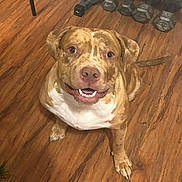 Tyson is registered to the contest to win money with this photo: dog, pitbull, smiling, brown_coat, white_chest, sitting, looking_up, indoor, wooden_floor, dumbbells, weights, pet, close_up, portrait, paws, tongue, teeth, happy, flooring, background_objects