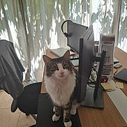 Venom a rejoint le concours — aidez-le/la à gagner de superbes lots ! cat, tabby_cat, desk, computer_monitor, office_chair, headset, curtains, papers, notebook, mouse, natural_light, indoor, wooden_desk, pet, feline, curious, sitting, office, technology, home_office