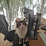 cat, tabby_cat, desk, computer_monitor, office_chair, headset, curtains, papers, notebook, mouse, natural_light, indoor, wooden_desk, pet, feline, curious, sitting, office, technology, home_office