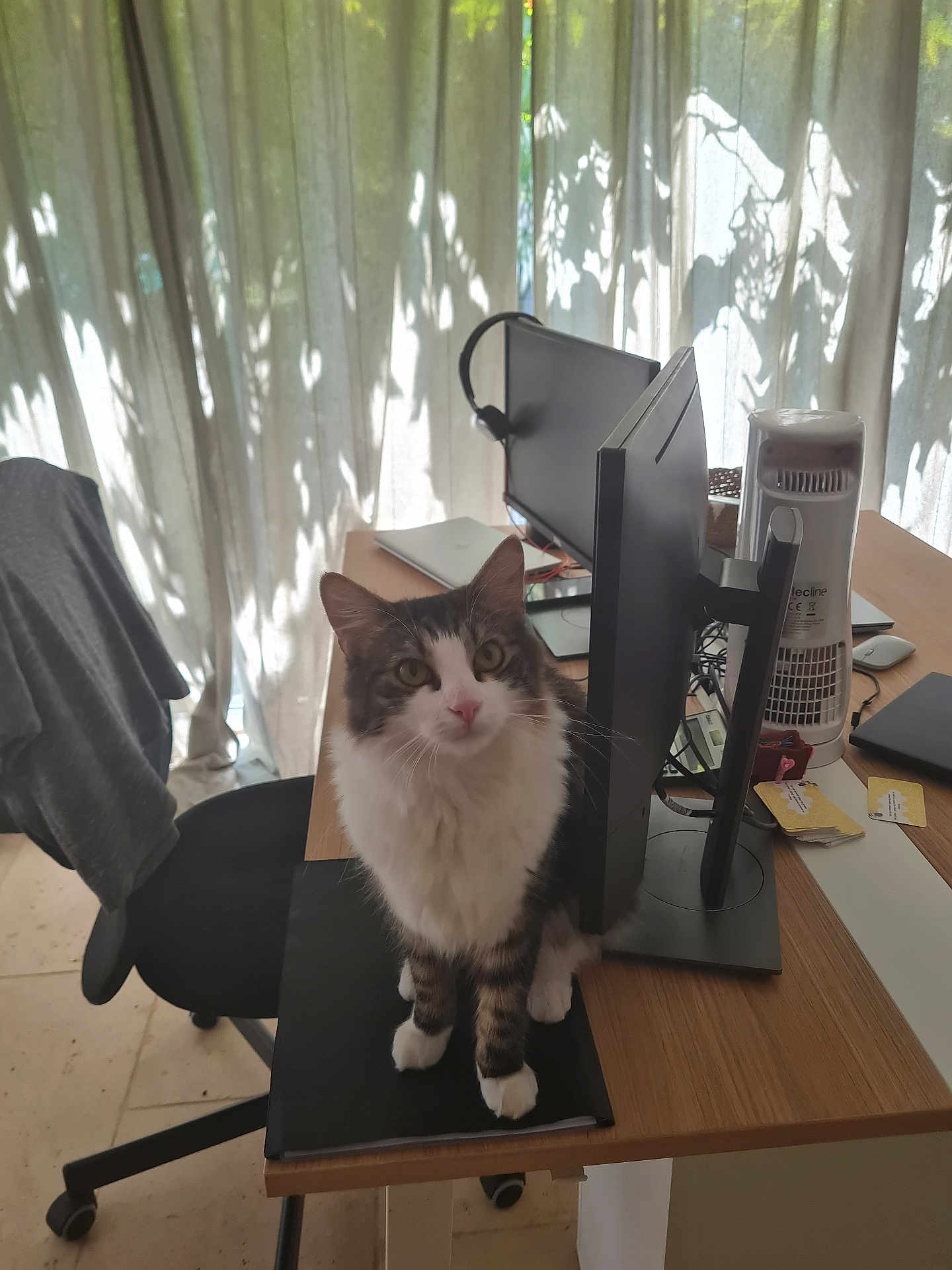 Venom a rejoint le concours — aidez-le/la à gagner de superbes lots ! cat, tabby_cat, desk, computer_monitor, office_chair, headset, curtains, papers, notebook, mouse, natural_light, indoor, wooden_desk, pet, feline, curious, sitting, office, technology, home_office