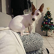 Stella participe au concours pour gagner de l'argent avec cette photo : dog, small_dog, white_dog, brown_patch, ears_up, blanket, leopard_print, couch, indoor, christmas_tree, holiday_decor, colorful_lights, tile_floor, wall, cozy, pet, animal, looking_back, festive, home