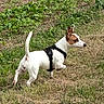 alert, animal, brown, canine, daylight, dog, ears, field, fur, grass, greenery, harness, nature, outdoor, pet, side_view, standing, summer, tail, white