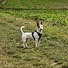 alert, animal, brown, canine, daylight, dog, ears, field, fur, grass, harness, looking, mammal, nature, outdoor, pet, small_dog, standing, tail, white