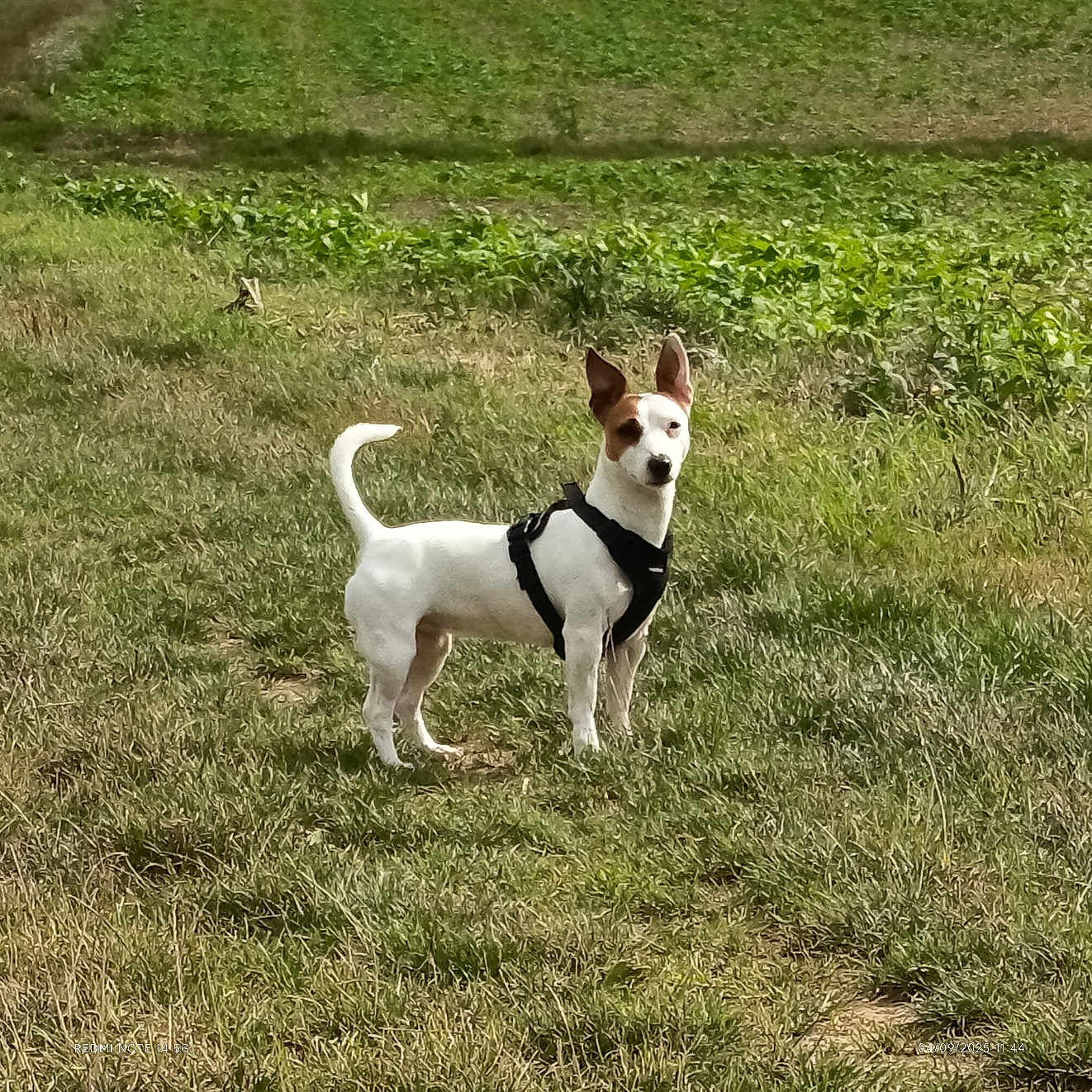 Stella