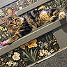 cat, tabby, pet, stairs, carpet, paw, animal, feline, fluffy, curious, indoor, wallpaper, floral_pattern, resting, cute, small_object, pink, household, domestic, relaxed