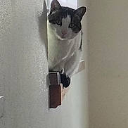 Tiny joined the competition — help win amazing prizes! cat, animal, indoor, curious, peeking, wall, shadow, feline, pet, house, window, white, gray, black, domestic, looking, portrait, side_view, texture, blurry