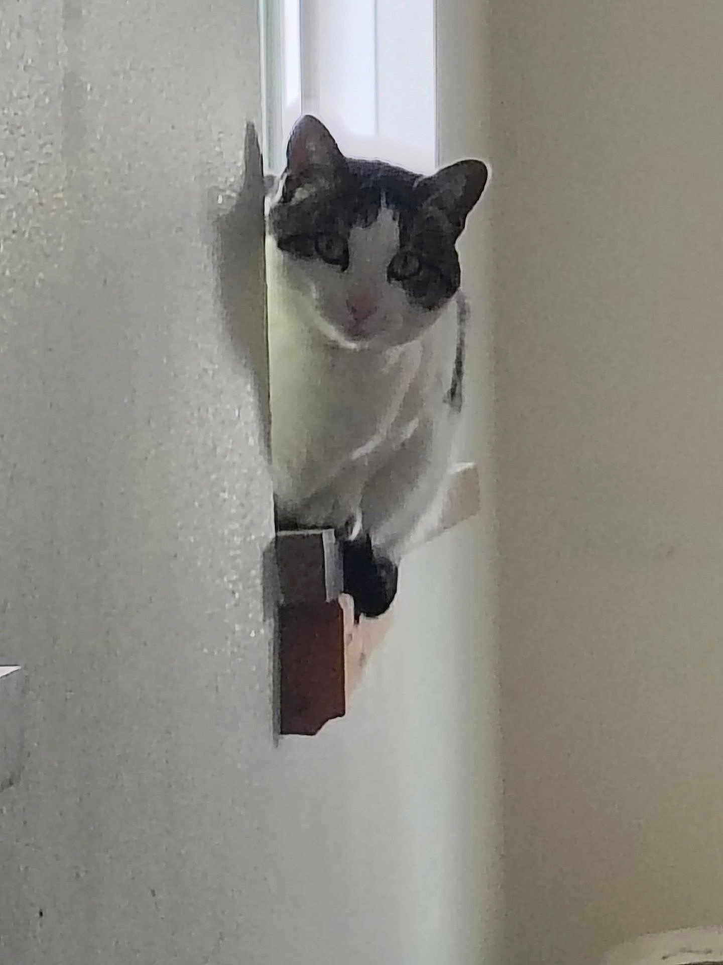 Tiny joined the competition — help win amazing prizes! cat, animal, indoor, curious, peeking, wall, shadow, feline, pet, house, window, white, gray, black, domestic, looking, portrait, side_view, texture, blurry