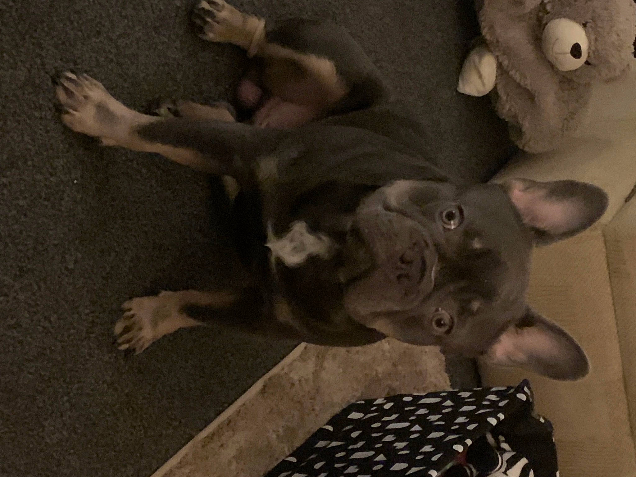 Bramble is registered to the contest to win money with this photo: art, canidae, chest, dog_breed, fawn, gesture, grey, human_body, jaw, monochrome, monochrome_photography, room, sculpture, snout, style, tail, toy, trunk, visual_arts, working_animal