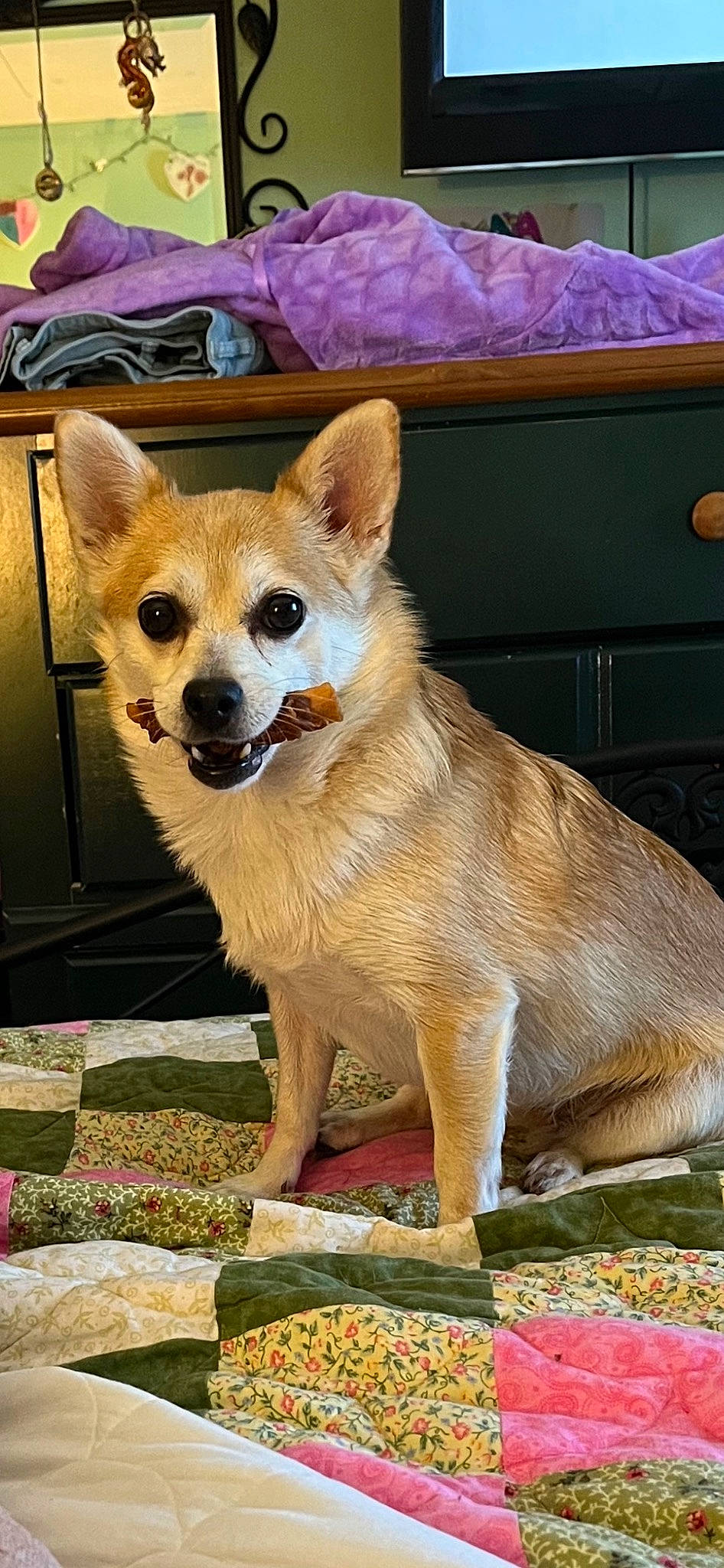 Suzy Q is registered to the contest to win money with this photo: ancient_dog_breeds, canidae, carnivore, companion_dog, dog, dog_breed, dog_supply, fawn, fur, non_sporting_group, snout, tail, terrestrial_animal, whiskers