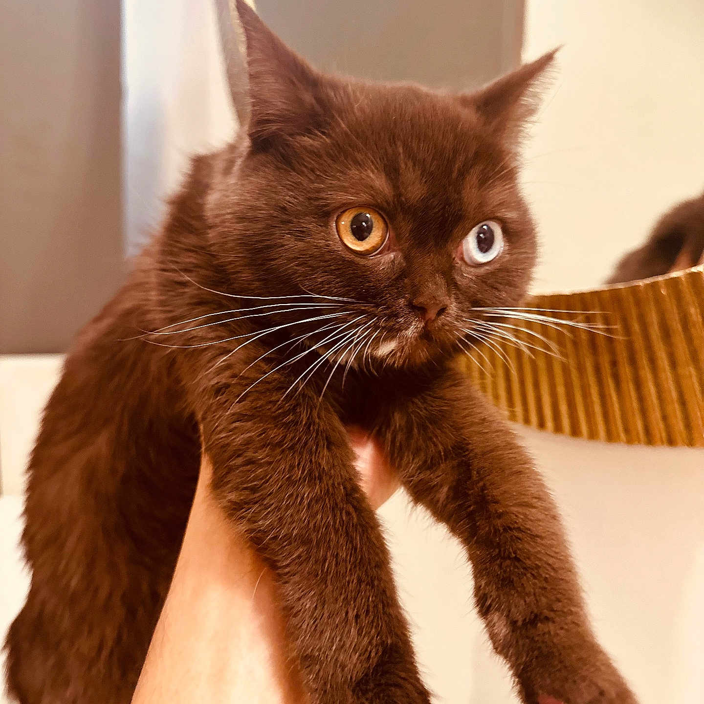 V-Chella a rejoint le concours — aidez-le/la à gagner de superbes lots ! amber_eye, animal, blue_eye, cat, chocolate_brown, close_up, curious, cute, domestic_cat, feline, fur, hand, heterochromia, holding, indoor, mirror, pet, portrait, soft_light, whiskers