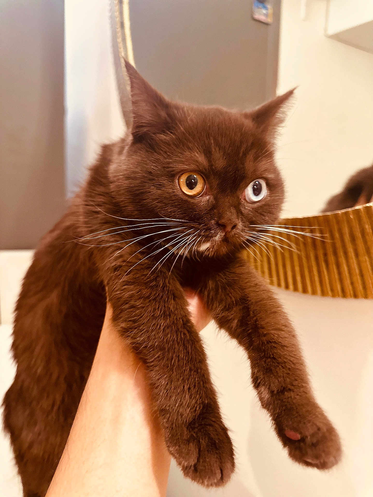 V-Chella a rejoint le concours — aidez-le/la à gagner de superbes lots ! cat, chocolate_brown, heterochromia, blue_eye, amber_eye, whiskers, fur, pet, domestic_cat, hand, holding, indoor, mirror, curious, close_up, feline, animal, cute, soft_light, portrait