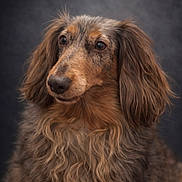 Praline a rejoint le concours — aidez-le/la à gagner de superbes lots ! dog, long_hair, portrait, animal, pet, brown, fur, ears, close_up, looking_away, fluffy, mammal, cute, domestic_animal, whiskers, canine, adorable, studio, expression, face