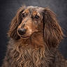 dog, long_hair, portrait, animal, pet, brown, fur, ears, close_up, looking_away, fluffy, mammal, cute, domestic_animal, whiskers, canine, adorable, studio, expression, face