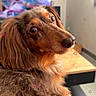 animal, blurred_background, brown_fur, canine, companion, cute, dachshund, dog, domestic, fluffy, furniture, home, indoors, long_hair, looking_back, pet, portrait, relaxed, table, television