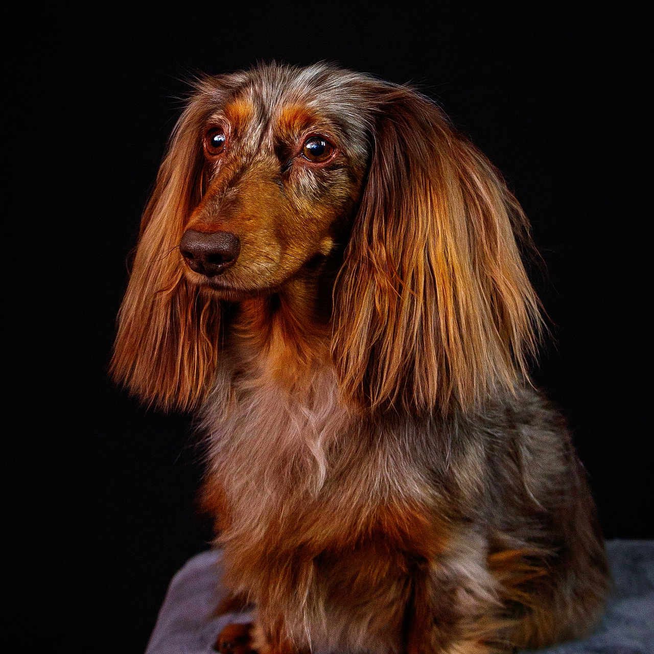 Pralinette participe au concours pour gagner de l'argent avec cette photo : dog, dachshund, long_hair, pet, animal, portrait, sitting, fur, ears, cute, canine, studio, black_background, fluffy_surface, expression, looking_away, brown, orange, grey, soft_texture