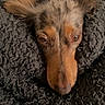 Pralinette a rejoint le concours — aidez-le/la à gagner de superbes lots ! dog, blanket, cozy, sleepy, fur, pet, snug, resting, indoor, animal, brown, grey, ears, portrait, cute, relaxed, texture, closeup, head, warm