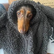 Pralinette a rejoint le concours — aidez-le/la à gagner de superbes lots ! dog, blanket, cozy, fur, brown, black, pet, indoors, closeup, face, snuggled, texture, warm, curly, soft, resting, cute, animal, wrapped, relaxed