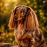 adorable, animal, bow, canine, closeup, cute, dachshund, dog, ears, expression, fur, golden_hour, long_hair, mammal, nature, outdoor, pet, portrait, sitting, sunlight