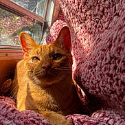 Simba is registered to the contest to win money with this photo: animal, blanket, cat, close_up, cozy, cute, ears, feline, fur, indoor, knitted_blanket, orange_cat, pet, portrait, relaxing, resting, sunlight, warm_light, whiskers, window