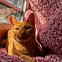 animal, blanket, cat, close_up, cozy, cute, ears, feline, fur, indoor, knitted_blanket, orange_cat, pet, portrait, relaxing, resting, sunlight, warm_light, whiskers, window