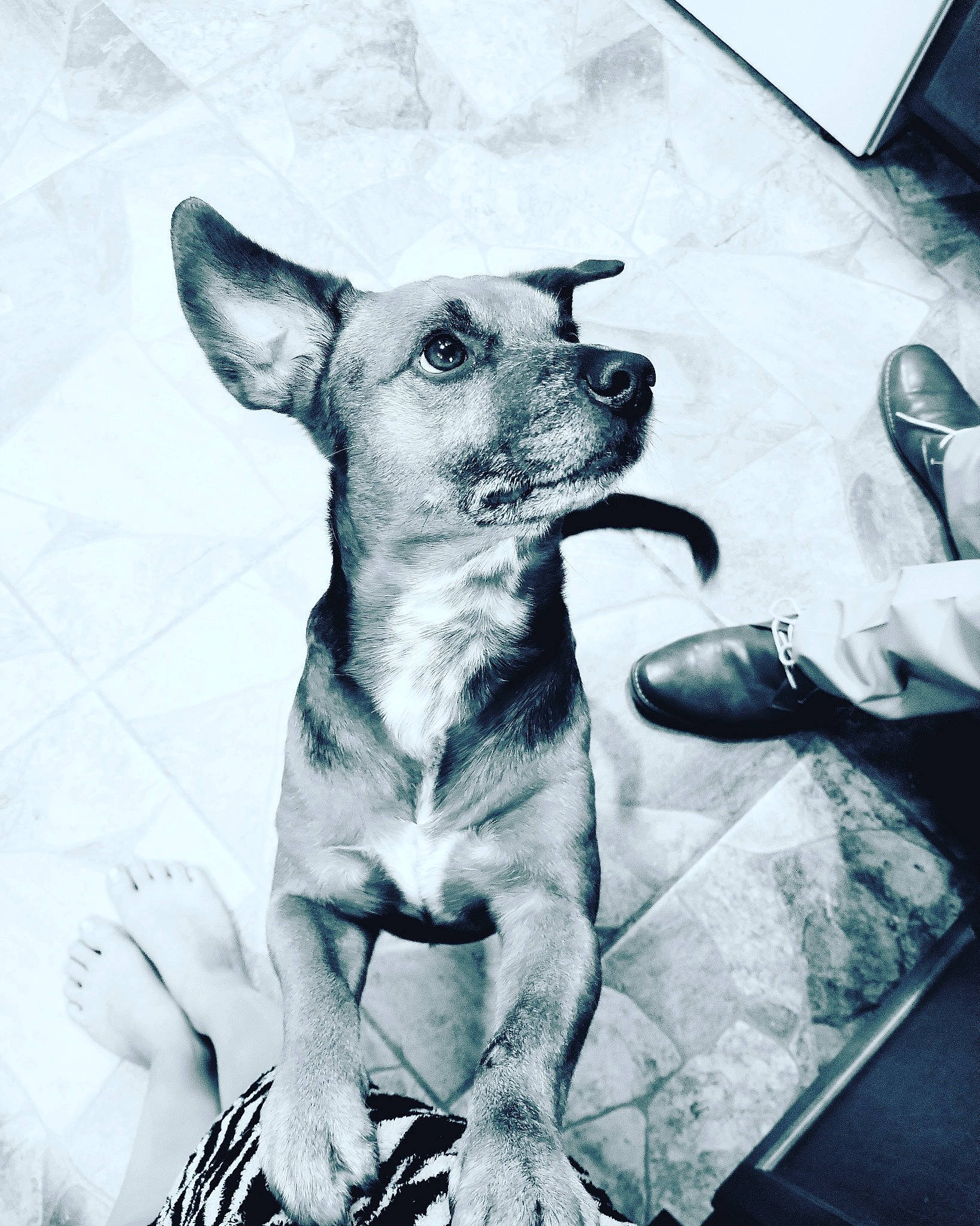 Kooper joined the competition — help win amazing prizes! american_hairless_terrier, canidae, carnivore, chihuahua, companion_dog, dog, dog_breed, ear, feist, mammal, miniature_pinscher, prazsky_krysarik, puppy, rare_breed_dog, snout, street_dog, toy_dog, vertebrate