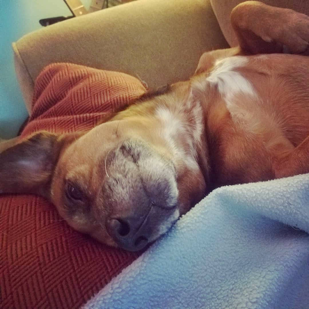 Kooper is registered to the contest to win money with this photo: canidae, carnivore, comfort, companion_dog, couch, dog, dog_breed, fawn, furniture, lurcher, nap, nose, puggle, puppy, puppy_love, sleep, snout