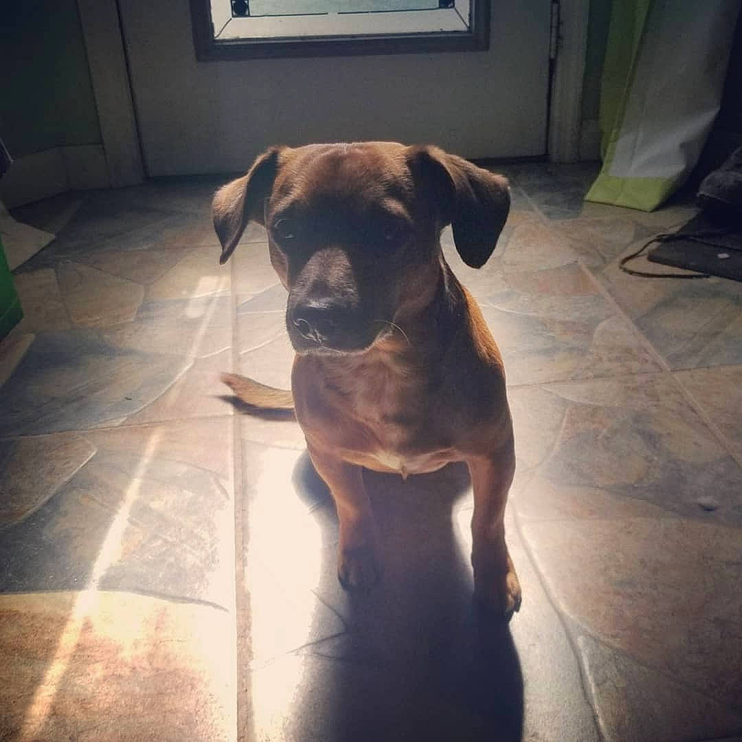 Kooper joined the competition — help win amazing prizes! beagador, black_mouth_cur, boerboel, boxer, bullmastiff, canidae, carnivore, companion_dog, dog, dog_breed, ear, fawn, great_dane, guard_dog, mammal, puppy, snout, sporting_group, tail