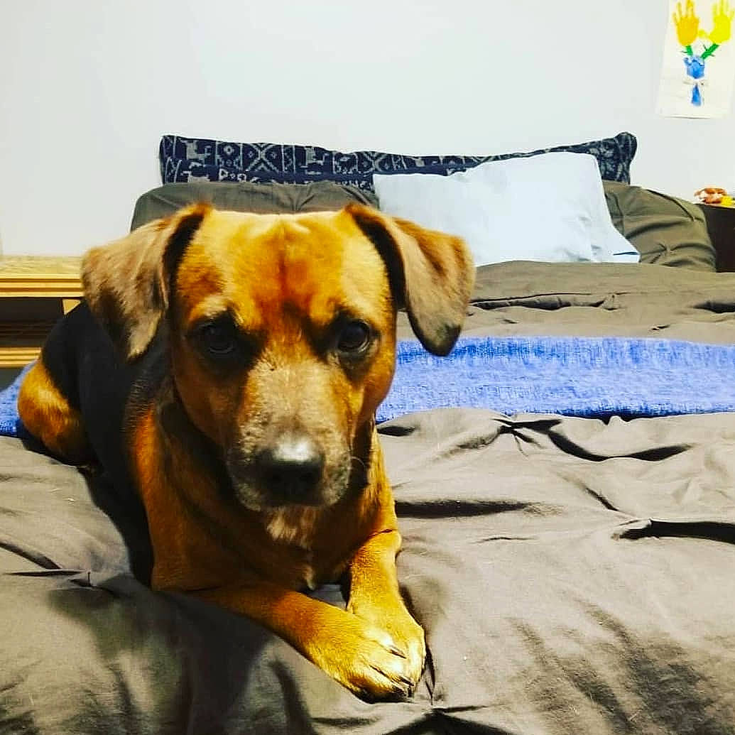 Kooper is registered to the contest to win money with this photo: bedding, canidae, carnivore, companion_dog, dog, dog_breed, fawn, hound, linens, pillow, rhodesian_ridgeback, snout, textile