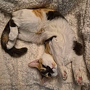 Samra is registered to the contest to win money with this photo: cat, calico, pet, animal, cute, fluffy, blanket, cozy, whiskers, paws, stretching, fur, indoor, relaxed, sleepy, domestic_cat, feline, soft, resting, adorable