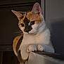 cat, calico, pet, animal, feline, whiskers, ears, paws, fur, indoor, ledges, curious, alert, closeup, portrait, domestic, cute, mammal, eyes, sitting