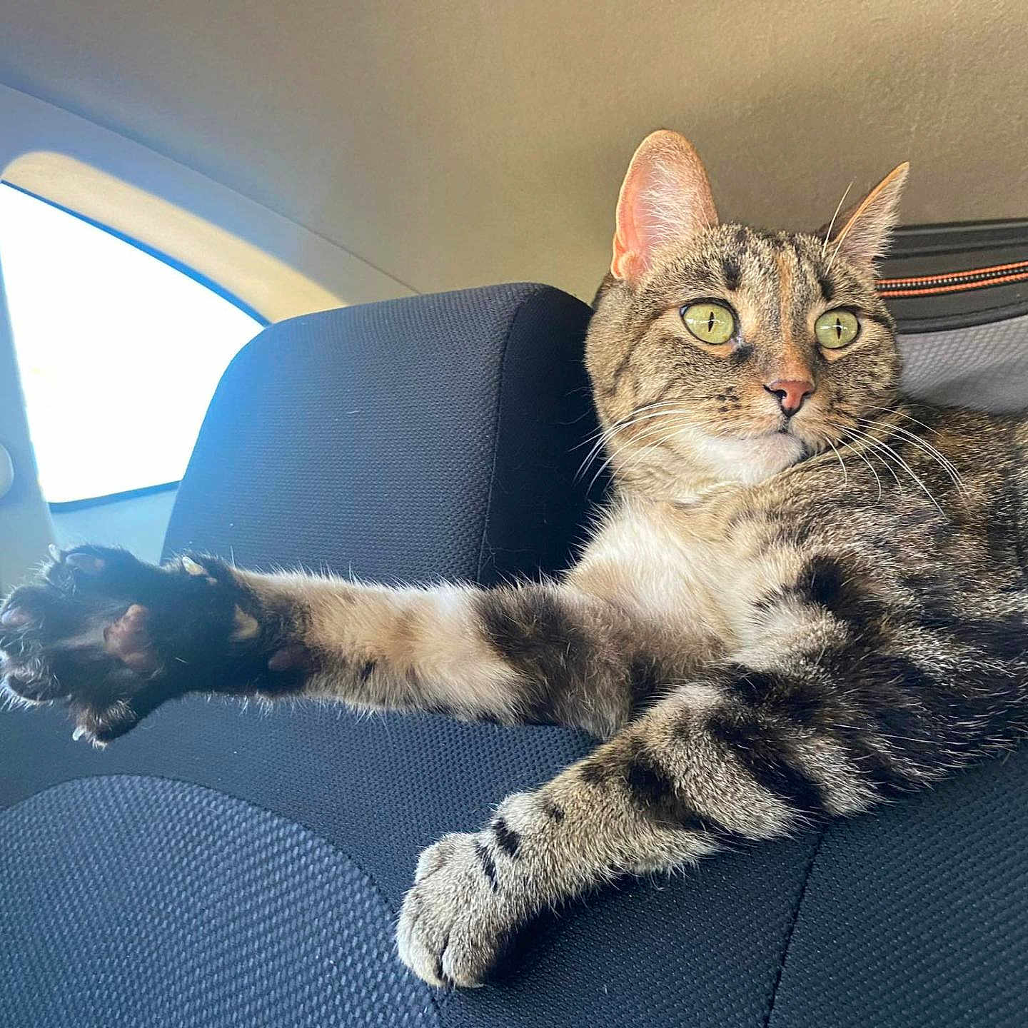 Nagara is registered to the contest to win money with this photo: animal, blanket, car, car_exterior, car_interior, carmirror, carseat, cat, couch, cushion, egyptiancat, furniture, headrest, homedecor, kitten, person, pet, sleeping, transportation, vehicle