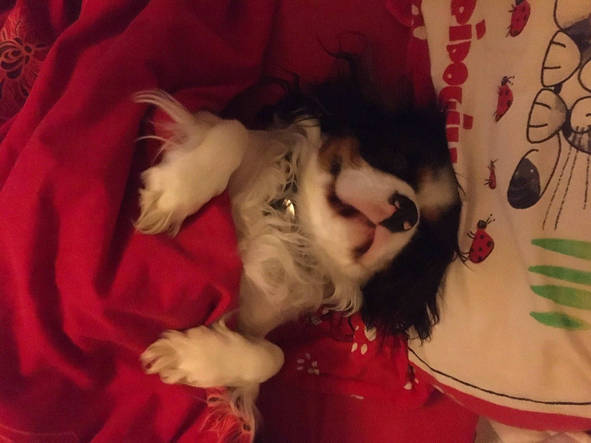 Only a rejoint le concours — aidez-le/la à gagner de superbes lots ! abdomen, beard, carnivore, chest, comfort, companion_dog, dog_breed, eye, eyelash, fawn, felidae, fur, happy, human_leg, small_to_medium_sized_cats, temporary_tattoo, textile, thigh, trunk, whiskers