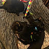 cat, black_cat, multiple_cats, collar, cat_toys, blanket, indoor, pet, sleeping, resting, feline, soft_texture, cozy, group, animal, playful, colorful, cuddle, fur, relaxing