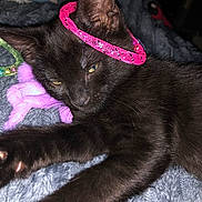 Nyxxlunabinxlilith is registered to the contest to win money with this photo: animal, black_cat, blanket, cat, close_up, feline, fur, indoor, lying_down, mesh_ring, paws, pet, pink_accessory, playful, portrait, relaxed, soft_surface, tail, whiskers, yellow_eyes