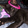 animal, black_cat, blanket, cat, close_up, feline, fur, indoor, lying_down, mesh_ring, paws, pet, pink_accessory, playful, portrait, relaxed, soft_surface, tail, whiskers, yellow_eyes