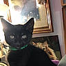Nyxxlunabinxlilith is registered to the contest to win money with this photo: animal, black_cat, cat, close_up, collar, cozy, furniture, green_bow_tie, home, household_clutter, indoor, long_hair, mirror, orange_cat, pet, playful, portrait, short_hair, sitting, yellow_eyes