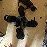 puppies, black, collars, blue_bowl, food, floor, bare_feet, indoors, group, feeding, cute, animal, pet, playful, small, young, canine, multiple, eating, collar_colors