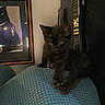 black_kitten, cat, paw, cushion, blue, indoor, remote_control, framed_picture, wall, pet, feline, cute, young_cat, animal, texture, resting, curious, small, cozy, dim_light