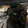 black_kittens, kitten, cat, pets, animal, bed, blanket, quilt, collar, green_collar, resting, cute, furry, snuggling, domestic_animal, indoor, cozy, human_arm, relaxing, sleepy